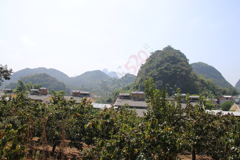 恭城月柿节，已经开园，现场太精彩了599 / 作者:桂林活动网 / 帖子ID:179677