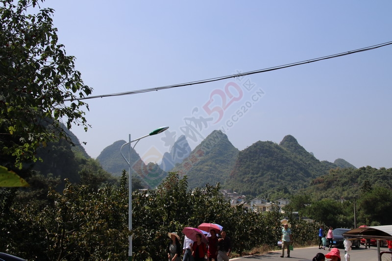 恭城月柿节，已经开园，现场太精彩了518 / 作者:桂林活动网 / 帖子ID:179677