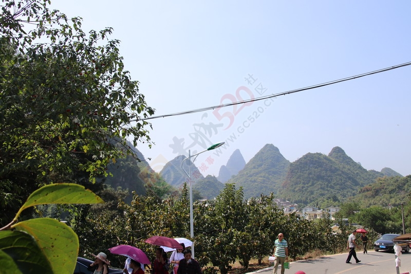 恭城月柿节，已经开园，现场太精彩了865 / 作者:桂林活动网 / 帖子ID:179677