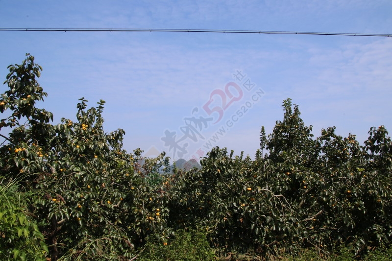 恭城月柿节，已经开园，现场太精彩了463 / 作者:桂林活动网 / 帖子ID:179677
