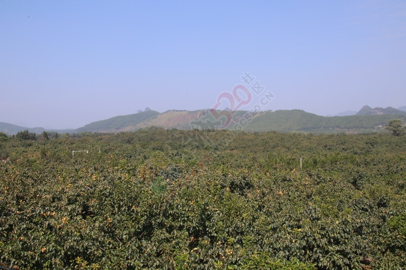 恭城月柿节，已经开园，现场太精彩了132 / 作者:桂林活动网 / 帖子ID:179677