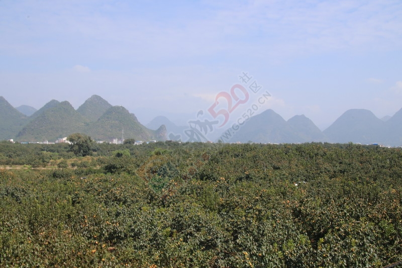 恭城月柿节，已经开园，现场太精彩了182 / 作者:桂林活动网 / 帖子ID:179677