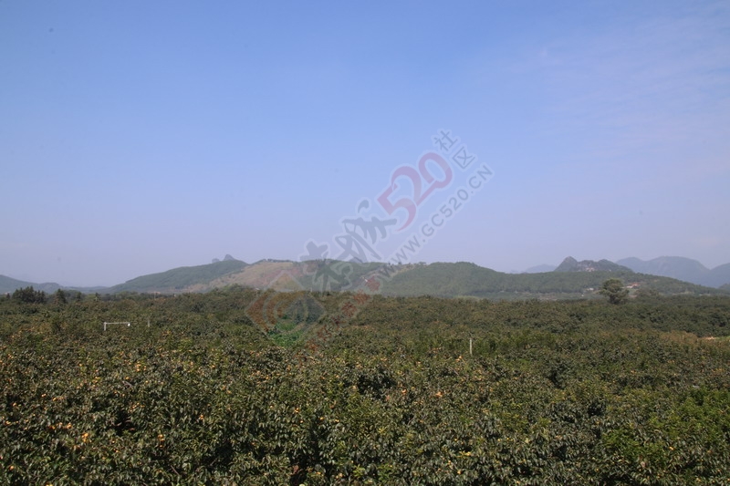 恭城月柿节，已经开园，现场太精彩了374 / 作者:桂林活动网 / 帖子ID:179677