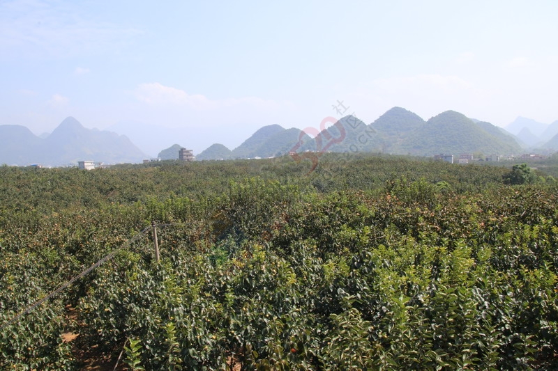 恭城月柿节，已经开园，现场太精彩了847 / 作者:桂林活动网 / 帖子ID:179677