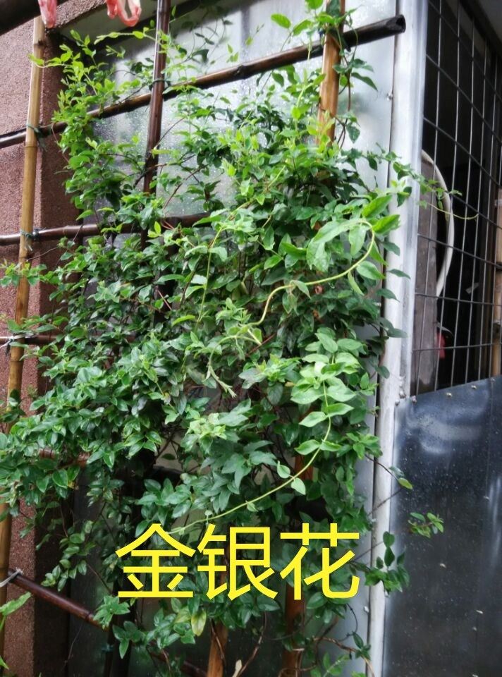 肝病（肝硬化）临症详细实录965 / 作者:时珍后人 / 帖子ID:179915