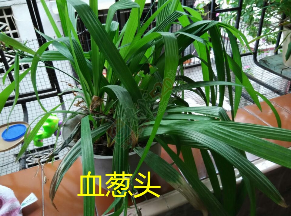 肝病（肝硬化）临症详细实录68 / 作者:时珍后人 / 帖子ID:179915