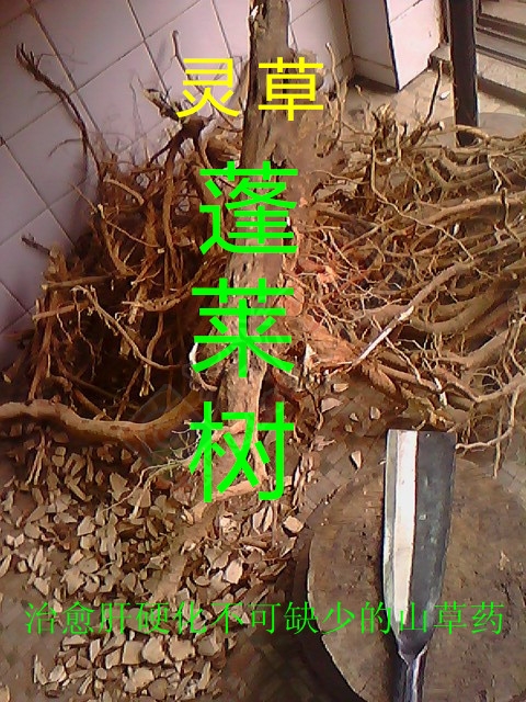 肝病（肝硬化）临症详细实录156 / 作者:时珍后人 / 帖子ID:179915