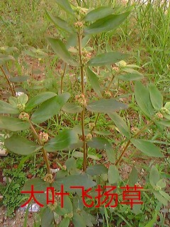 肝病（肝硬化）临症详细实录132 / 作者:时珍后人 / 帖子ID:179915