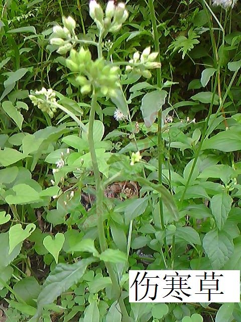 肝病（肝硬化）临症详细实录836 / 作者:时珍后人 / 帖子ID:179915