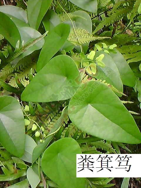肝病（肝硬化）临症详细实录952 / 作者:时珍后人 / 帖子ID:179915