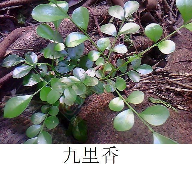肝病（肝硬化）临症详细实录814 / 作者:时珍后人 / 帖子ID:179915