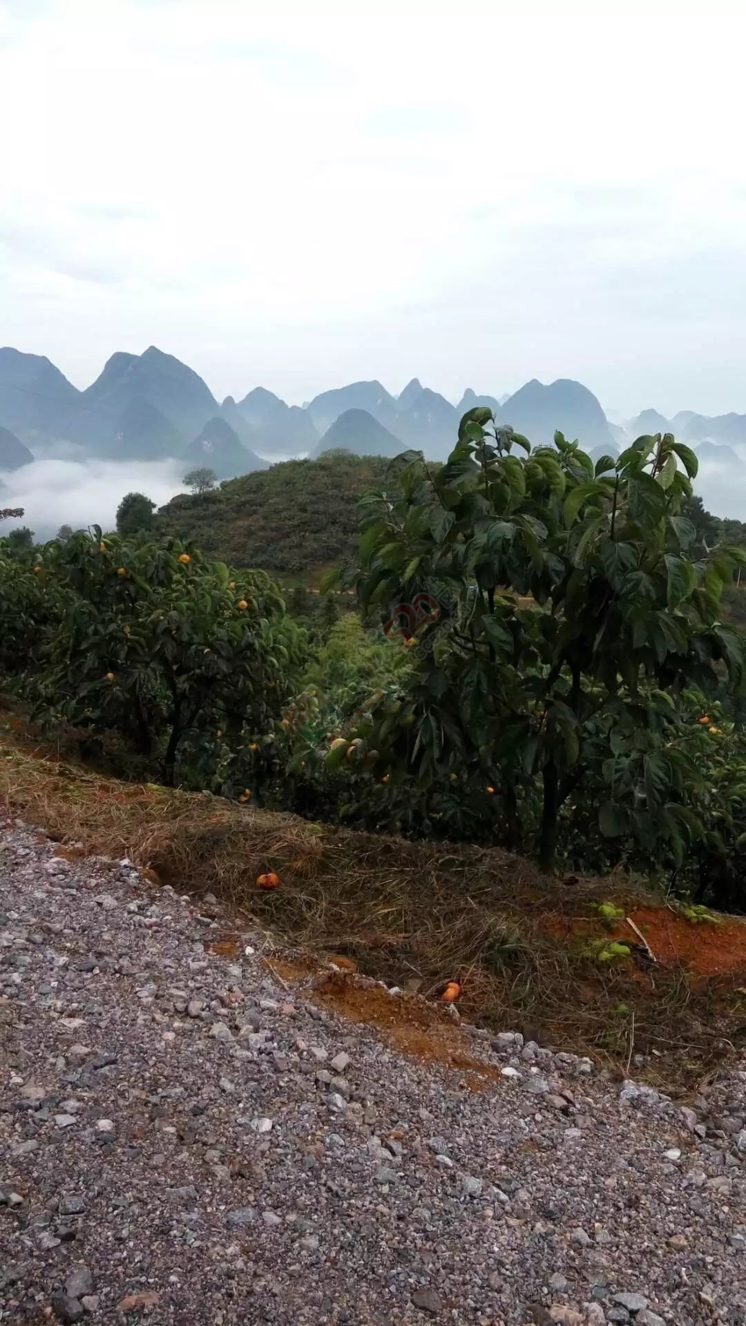 瑶山里面 风景 如画花！529 / 作者:罗少爷 / 帖子ID:180187