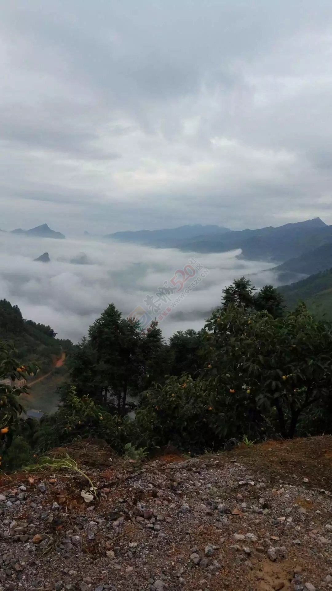 瑶山里面 风景 如画花！732 / 作者:罗少爷 / 帖子ID:180187