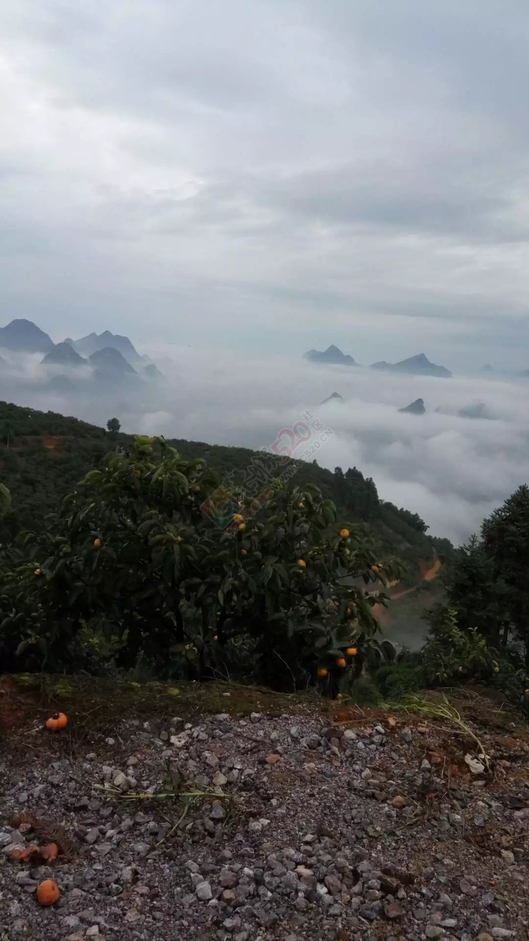 瑶山里面 风景 如画花！662 / 作者:罗少爷 / 帖子ID:180187