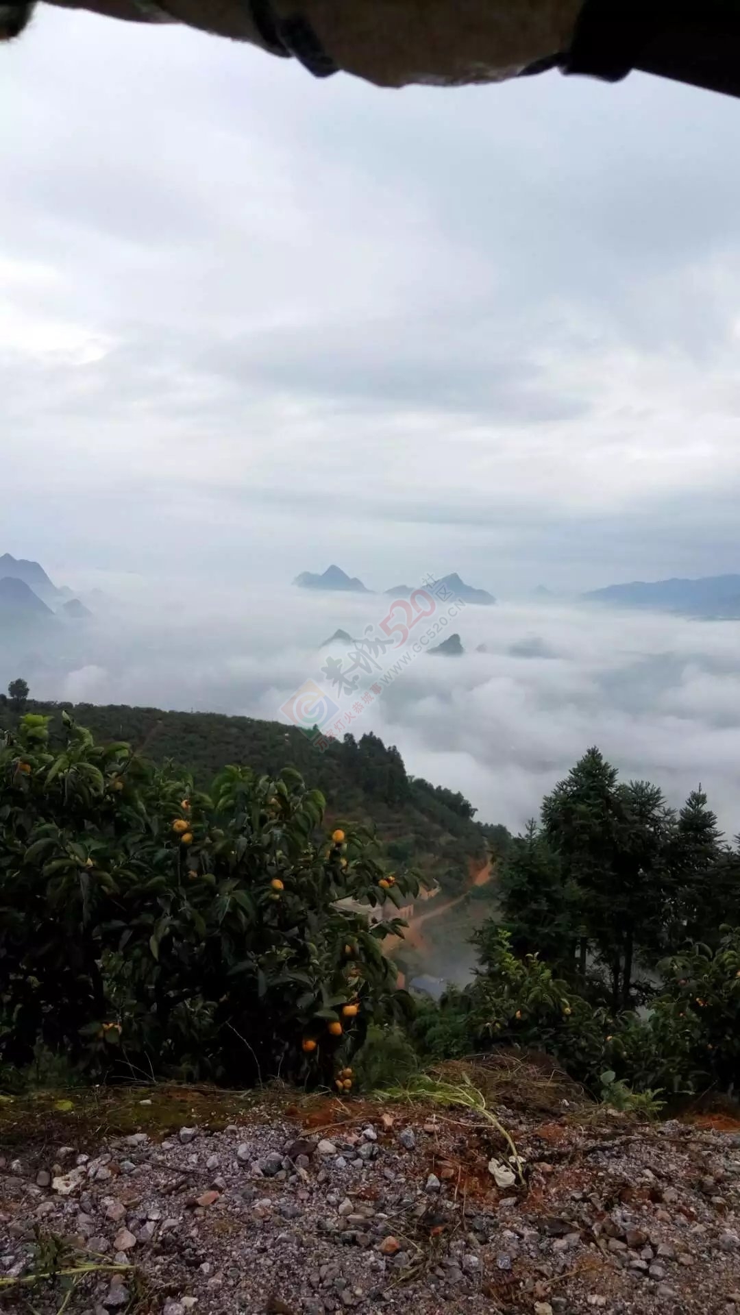 瑶山里面 风景 如画花！562 / 作者:罗少爷 / 帖子ID:180187