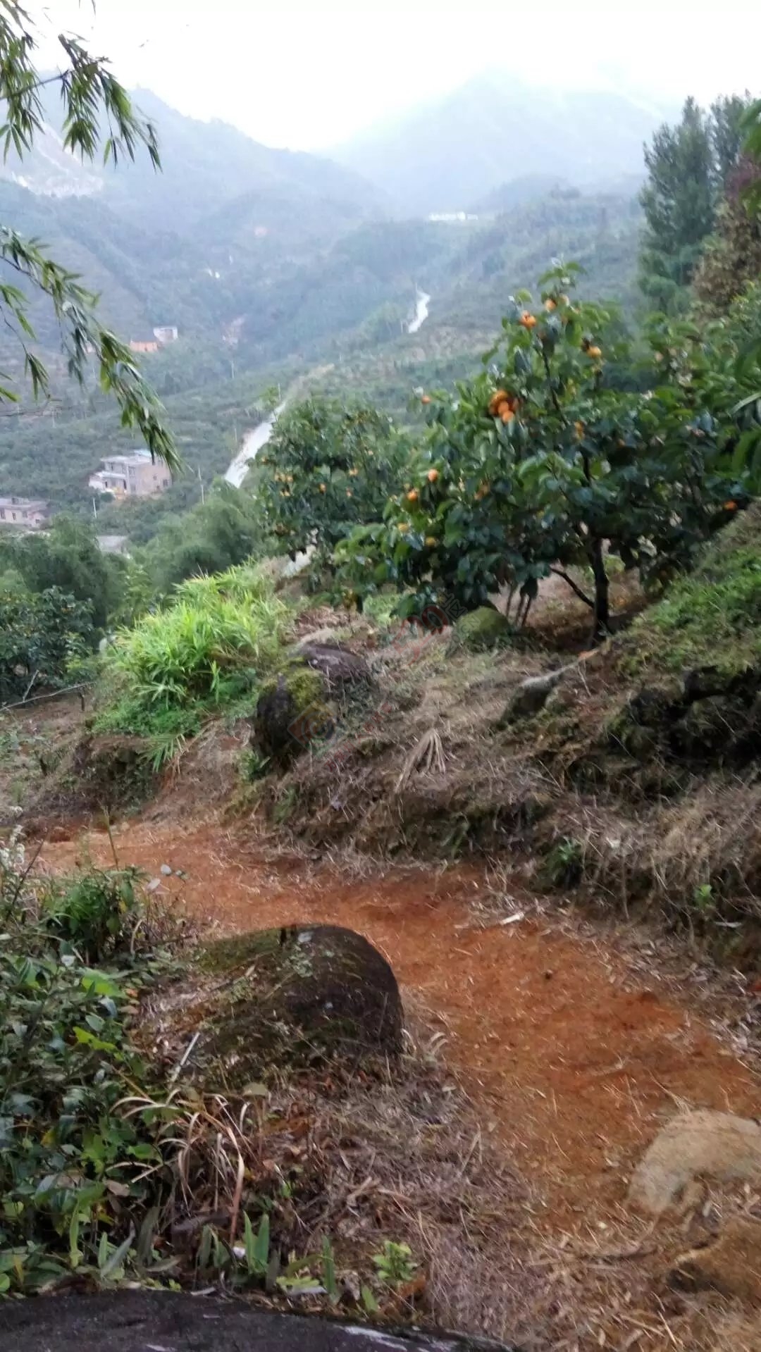 瑶山里面 风景 如画花！491 / 作者:罗少爷 / 帖子ID:180187