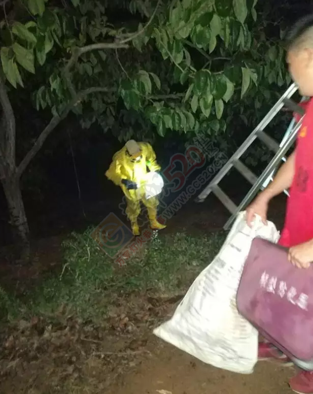 恭城古城村柿园来了两群不速之客，昨晚消防部门紧急出动……749 / 作者:千变万幻 / 帖子ID:180439