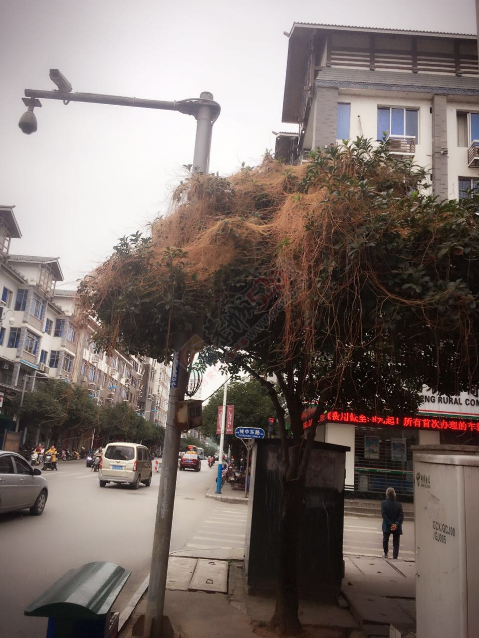 老防疫站门口这棵树……493 / 作者:千变万幻 / 帖子ID:180470