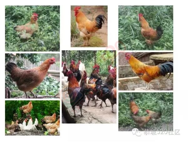 【恭城520社区】为EBM益生菌无抗养殖全生态土鸡开启有奖征名活动，欢迎大家参与140 / 作者:520小编 / 帖子ID:180880