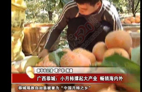 新华社：广西恭城小月柿撑起大产业 畅销海内外39 / 作者:深秋的落叶 / 帖子ID:180886