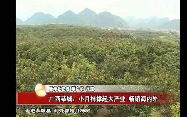 新华社：广西恭城小月柿撑起大产业 畅销海内外865 / 作者:深秋的落叶 / 帖子ID:180886