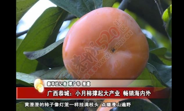 新华社：广西恭城小月柿撑起大产业 畅销海内外157 / 作者:深秋的落叶 / 帖子ID:180886