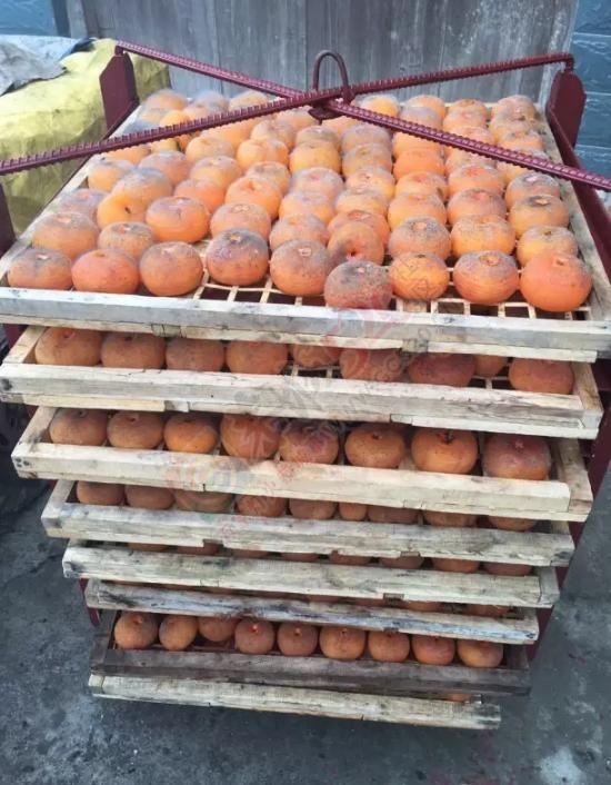 回南天遇见停电，柿饼发霉得掺不忍睹！！！790 / 作者:茶江人 / 帖子ID:181385