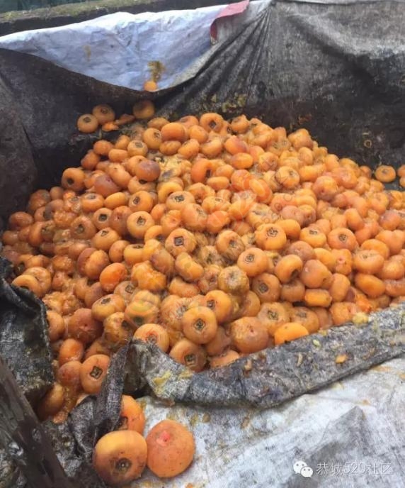 回南天遇见停电，柿饼发霉得掺不忍睹！！！657 / 作者:茶江人 / 帖子ID:181385