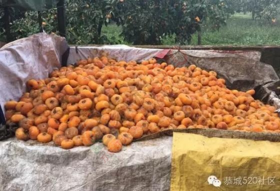 回南天遇见停电，柿饼发霉得掺不忍睹！！！41 / 作者:茶江人 / 帖子ID:181385