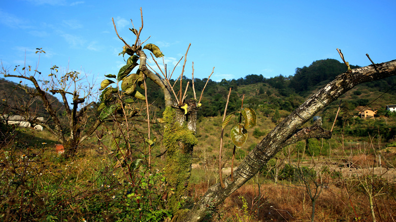 走进恭城瑶山-畅享自然盛景162 / 作者:柚子壳※ / 帖子ID:186031
