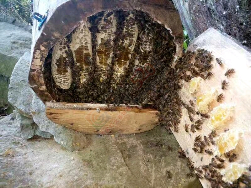 纯天然冬蜜  茶油卖98 / 作者:瑶山土货 / 帖子ID:190956