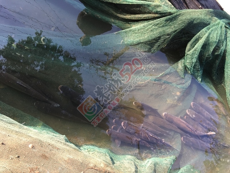 鱼塘出租.   转让351 / 作者:Alina / 帖子ID:191435