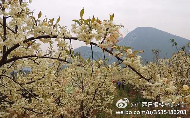 恭城山楂花开了！来一场烂漫的山楂树之恋109 / 作者:怡儿妖妖 / 帖子ID:191592