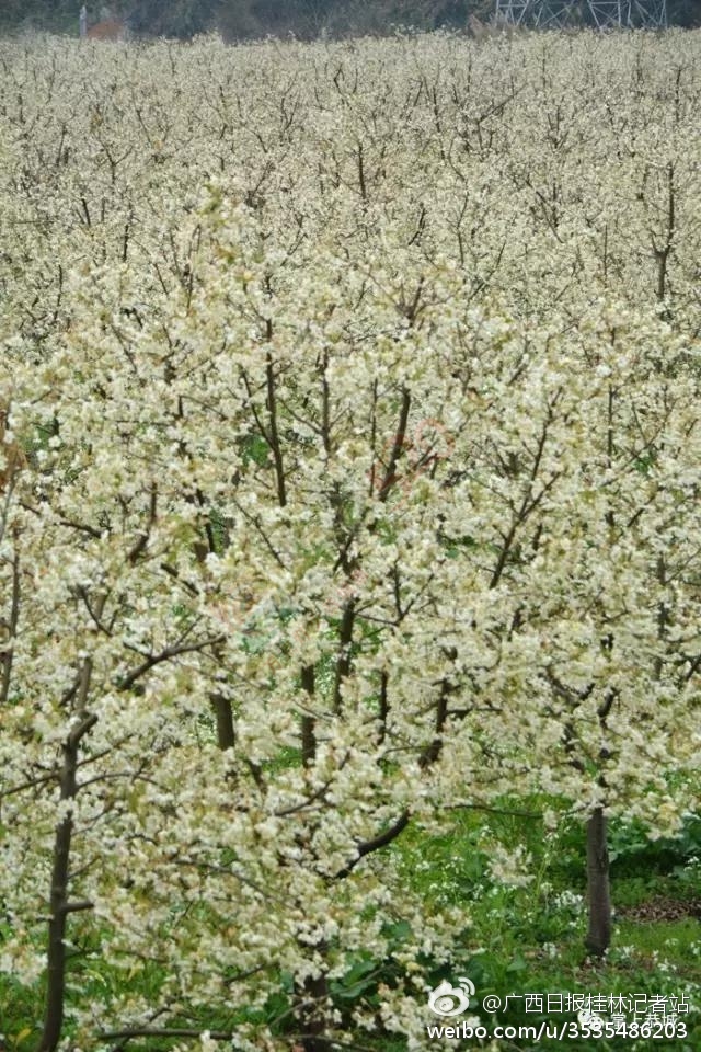 恭城山楂花开了！来一场烂漫的山楂树之恋15 / 作者:怡儿妖妖 / 帖子ID:191592