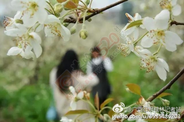 恭城山楂花开了！来一场烂漫的山楂树之恋671 / 作者:怡儿妖妖 / 帖子ID:191592