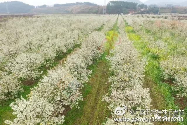 恭城山楂花开了！来一场烂漫的山楂树之恋435 / 作者:怡儿妖妖 / 帖子ID:191592
