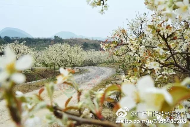 恭城山楂花开了！来一场烂漫的山楂树之恋998 / 作者:怡儿妖妖 / 帖子ID:191592