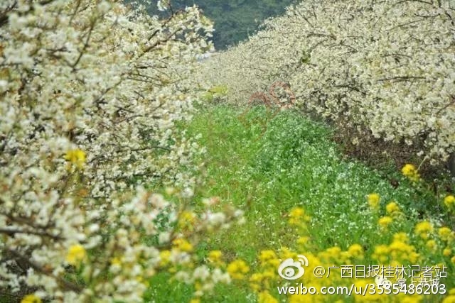 恭城山楂花开了！来一场烂漫的山楂树之恋343 / 作者:怡儿妖妖 / 帖子ID:191592