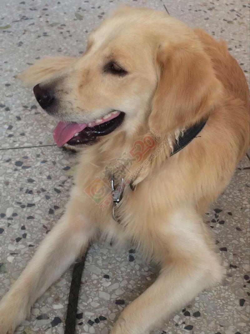 种金毛犬出售，有意者联系本人。356 / 作者:分类小编 / 帖子ID:191728