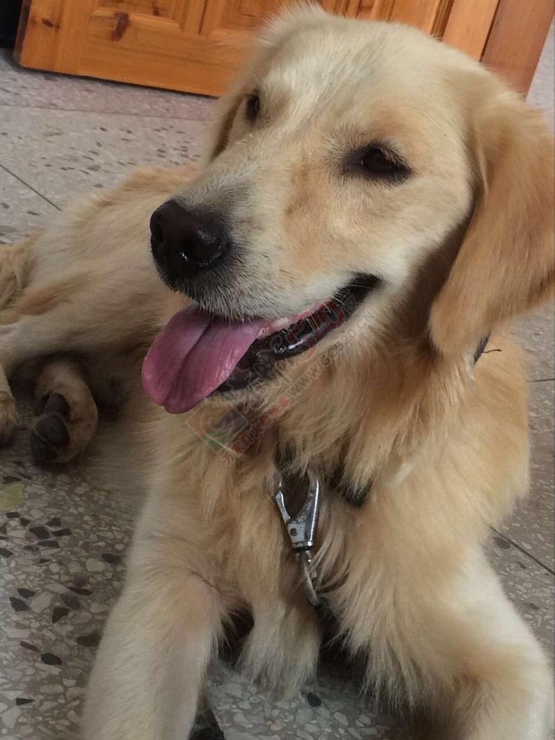 种金毛犬出售，有意者联系本人。467 / 作者:分类小编 / 帖子ID:191728