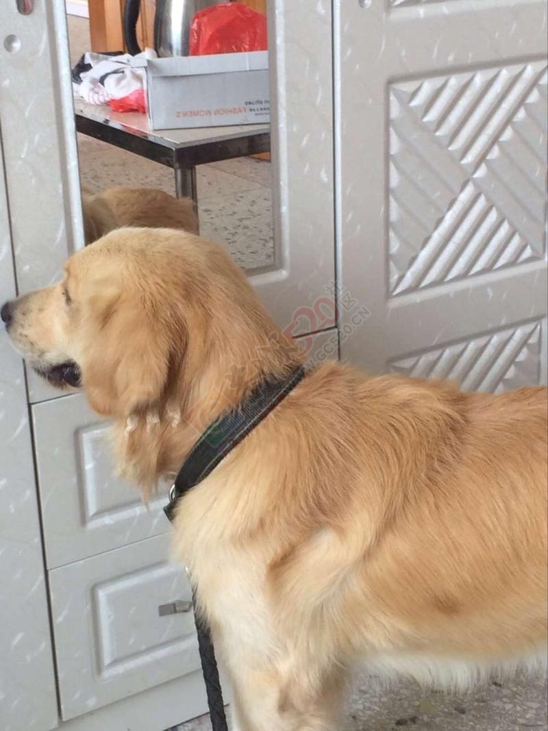 种金毛犬出售，有意者联系本人。171 / 作者:分类小编 / 帖子ID:191728