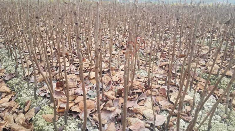 大量出售优质柿子果苗633 / 作者:分类小编 / 帖子ID:191730