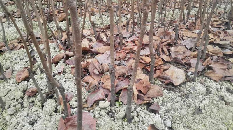 大量出售优质柿子果苗91 / 作者:分类小编 / 帖子ID:191730