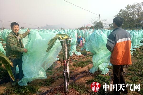 恭城气温回升 果农为火龙果树褪去“保暖衣”253 / 作者:怡儿妖妖 / 帖子ID:192017