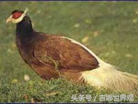 这些动物长的很像宠物但你一定没见过！907 / 作者:怡儿妖妖 / 帖子ID:192024