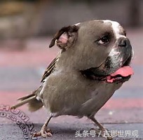 这些动物长的很像宠物但你一定没见过！29 / 作者:怡儿妖妖 / 帖子ID:192024