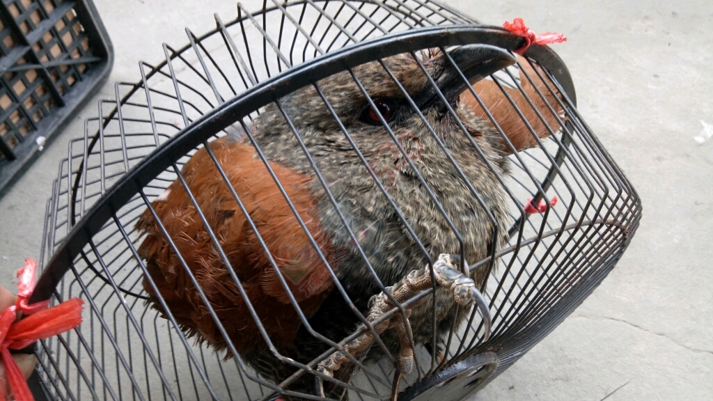 野生大毛鸡，农户所捕301 / 作者:涵臻 / 帖子ID:192304