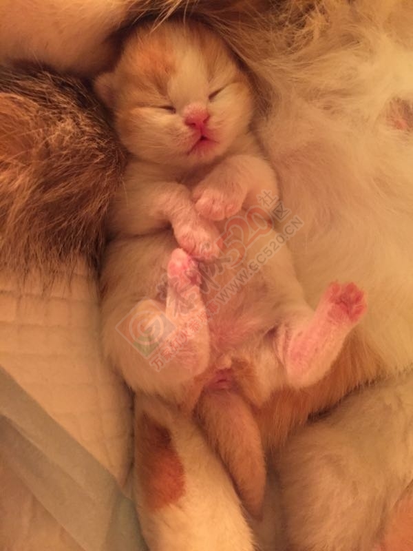 一窝小奶猫出锅了882 / 作者:分叉路口 / 帖子ID:192679