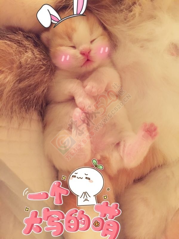 一窝小奶猫出锅了635 / 作者:分叉路口 / 帖子ID:192679