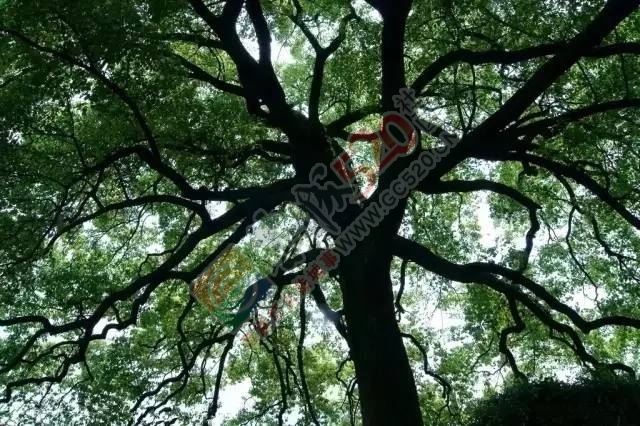 欲为大树，莫与草争（深度好文）16 / 作者:恭城男人好 / 帖子ID:192960